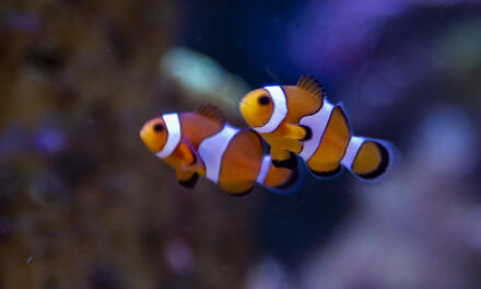 Klaun očkatý – Amphiprion ocellaris