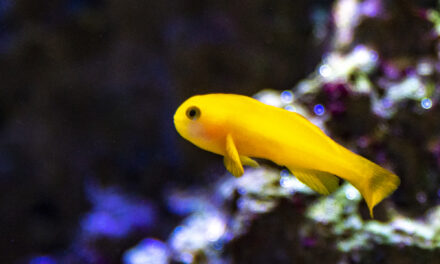 Hlaváč žlutý – Gobiodon Okinawae