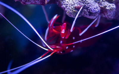 Krevetka šarlatová – Lysmata Debelius