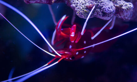 Krevetka šarlatová – Lysmata Debelius