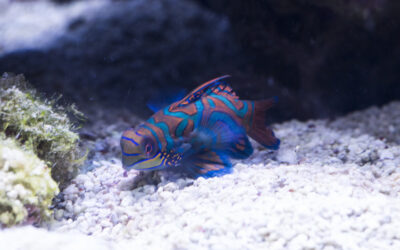 Vřeténka mandarín – Synchiropus Splendidus