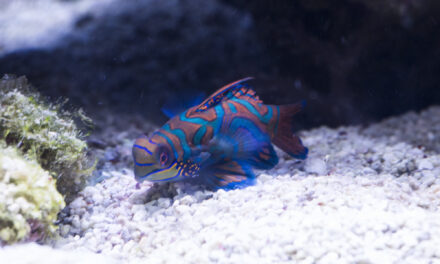 Vřeténka mandarín – Synchiropus Splendidus