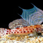 Vřeténka očkatá – Synchiropus Stellatus