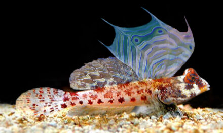 Vřeténka očkatá – Synchiropus Stellatus