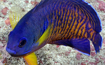 Pomčík dvoutrnný – Centropyge bispinosa