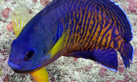 Pomčík dvoutrnný – Centropyge bispinosa