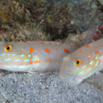 Hlaváč dívčí – Valenciennea puellaris