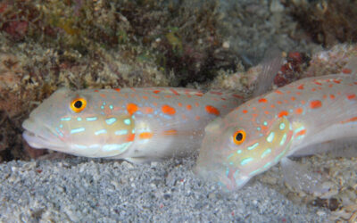 Hlaváč dívčí – Valenciennea puellaris