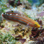 Hlaváč Rainfoldův – Koumansetta rainfordi