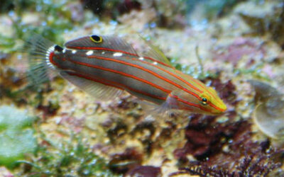 Hlaváč Rainfoldův – Koumansetta rainfordi