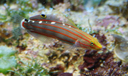 Hlaváč Rainfoldův – Koumansetta rainfordi