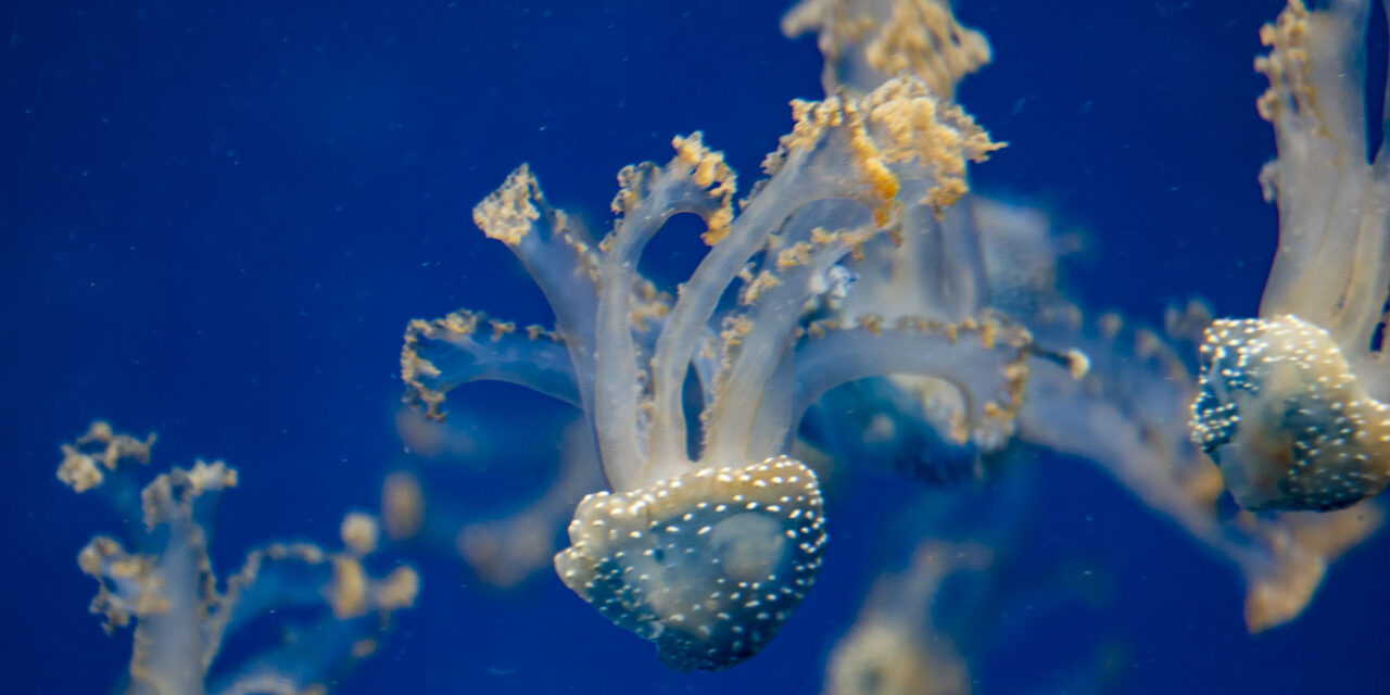 Návštěva Haus des meeres ve Vídni