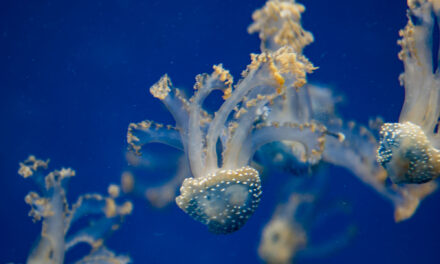 Návštěva Haus des meeres ve Vídni