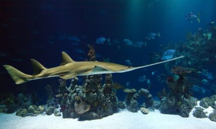 Co s tím obrem v akváriu?