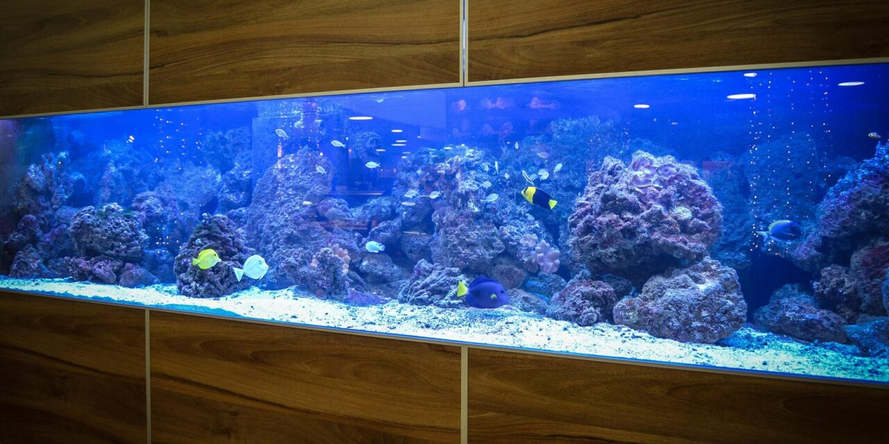 Kam s ním, aneb jak vybrat to správné místo pro akvárium