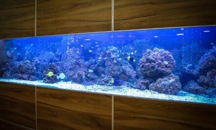 Kam s ním, aneb jak vybrat to správné místo pro akvárium