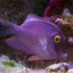 Bodlok žlutooký – Ctenochaetus strigosus / truncatus