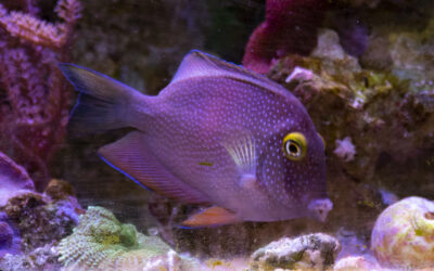 Bodlok žlutooký – Ctenochaetus strigosus / truncatus