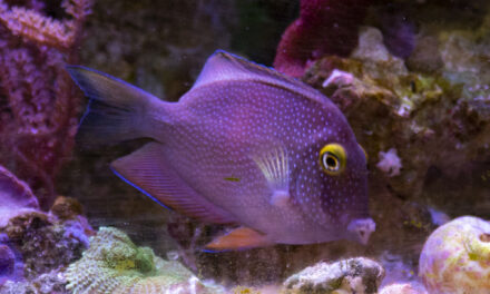 Bodlok žlutooký – Ctenochaetus strigosus / truncatus