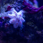 Ti dobří a ti zlí aneb vetřelci v&nbsp;našem akváriu