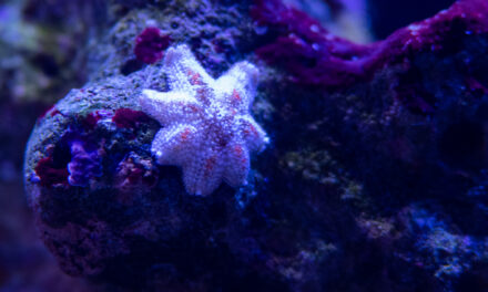 Ti dobří a ti zlí aneb vetřelci v našem akváriu