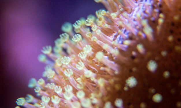 Moji oblíbení měkcí koráli