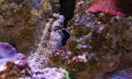 Jak jsem chytal rybu, aneb jak vyzrát na Salariase