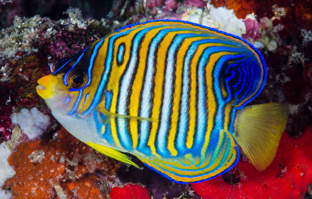 Umělý odchov Pomce pavího, Pygoplites diacanthus, se zadařil