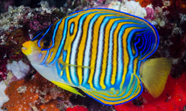 Umělý odchov Pomce pavího, Pygoplites diacanthus, se zadařil