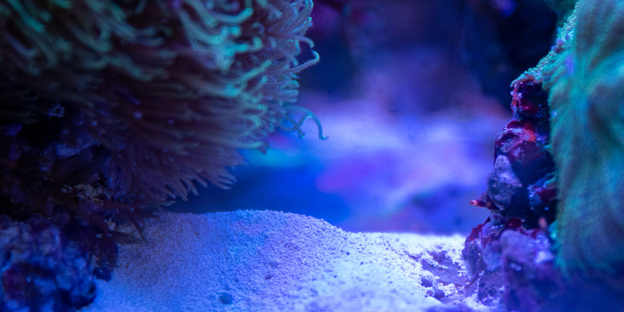 Jaký písek zvolit do mořského akvária?