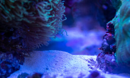 Jaký písek zvolit do mořského akvária?