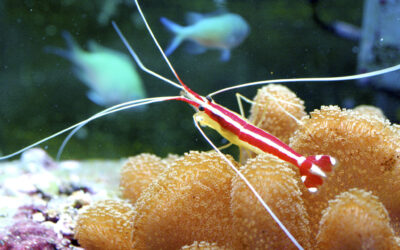 Krevetka pruhovaná – Lysmata amboinensis