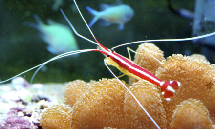 Krevetka pruhovaná – Lysmata amboinensis