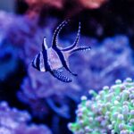 Parmovec skvělý – Pterapogon kauderni
