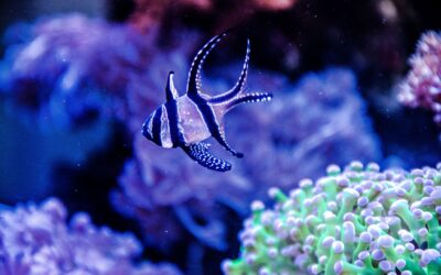 Parmovec skvělý – Pterapogon kauderni