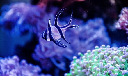 Parmovec skvělý – Pterapogon kauderni