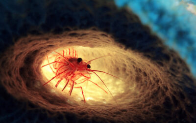 Krevetka wundermanova – Lysmata wundermanni