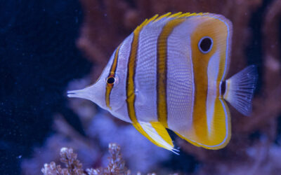 Chelmon rostratus – Zobec obecný