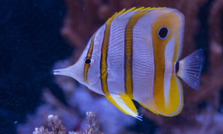 Chelmon rostratus – Zobec obecný