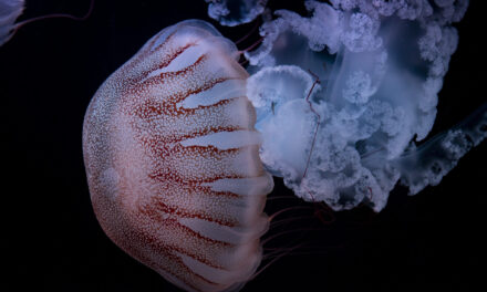 Medúzy na Pankráci aneb jedni z nejúchvatnějších tvorů oceánů uprostřed Evropy