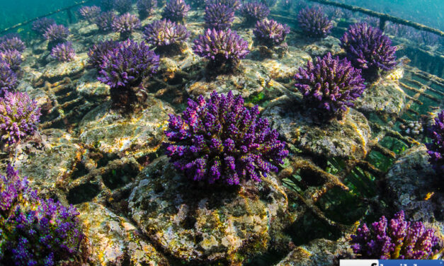 Chov korálů v Indonésii už nikdy nebude stejný