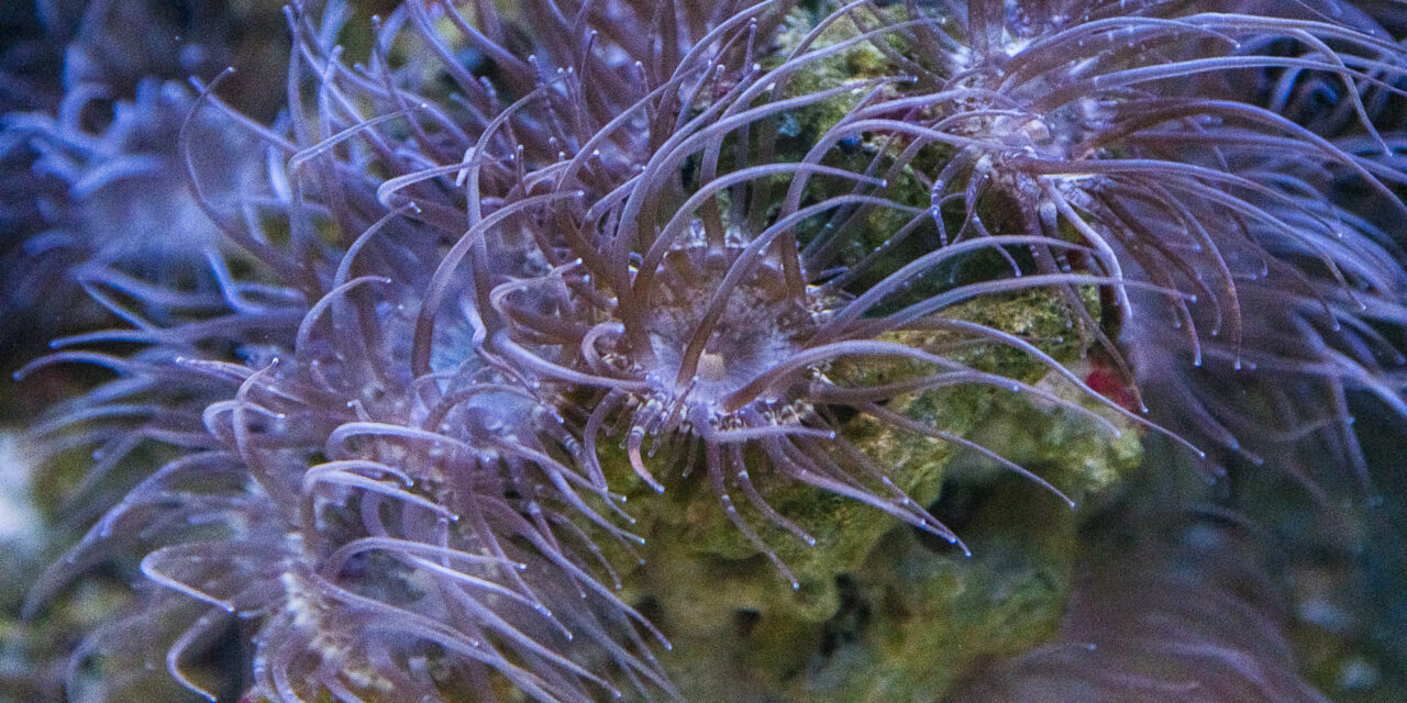 Jak se zbavit skelné sasanky?