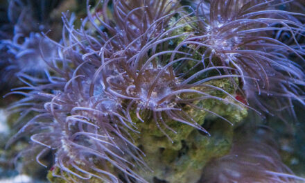 Jak se zbavit skelné sasanky?