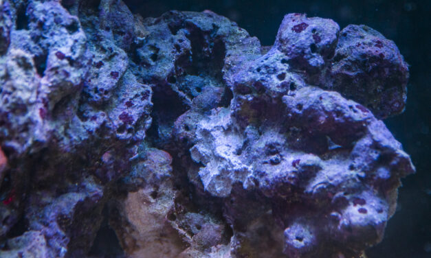 Co je živý kámen?