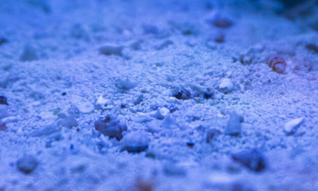 Co je živý písek?