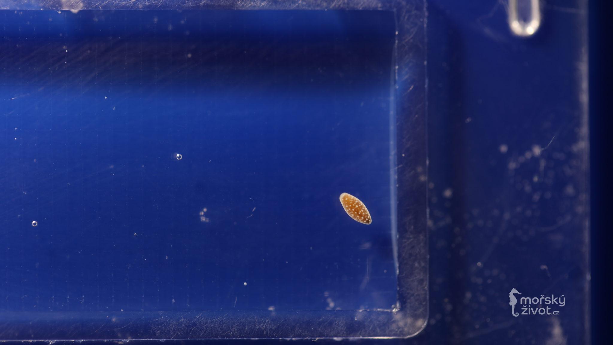 Pohlavní množení korálů