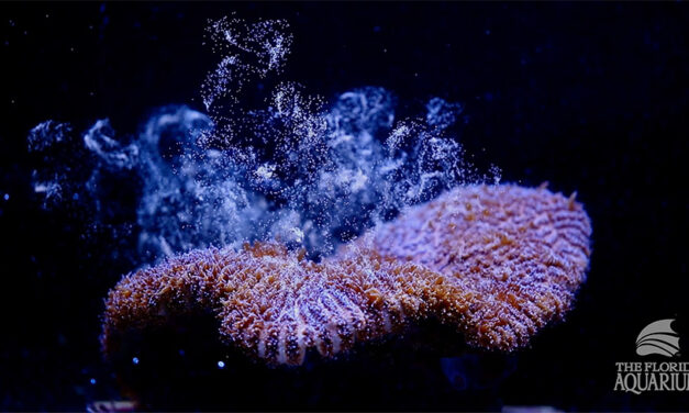 Vědecký průlom při snaze o záchranu korálových útesů na Floridě