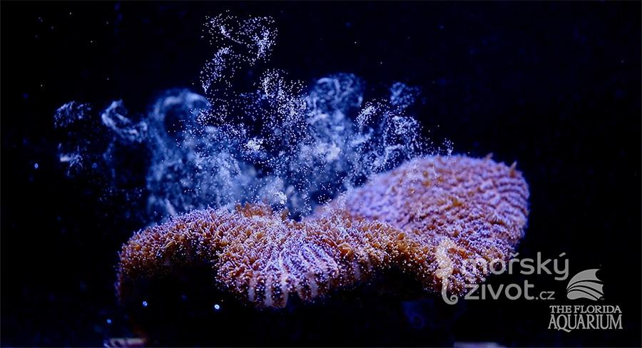 Vědecký průlom při snaze o záchranu korálových útesů na Floridě