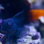 Ecsenius bicolor – Slizoun dvoubarevný