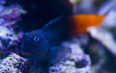 Ecsenius bicolor – Slizoun dvoubarevný